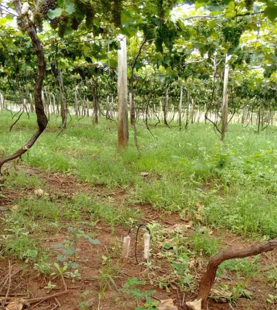 Uso de Sensores Irrigas para o Manejo da Água na Produção de Uvas de Mesa no Noroeste Paulista 3 irrigação adotado, salientando-se que no noroeste paulista predominam a microaspersão e a aspersão