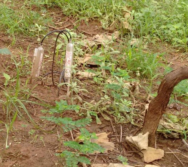 Sugere-se, entretanto, que no mínimo três plantas sejam monitoradas em cada parreiral (com área igual ou menor a um hectare).