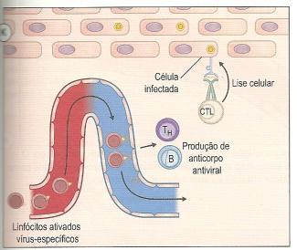 Resposta imunológica à infecção viral CTL lisam células infectadas com