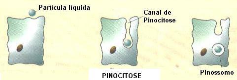 2º) PINOCITOSE É o processo pelo qual a célula engloba partículas líquidas.