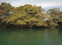 o ecossistema regional Parque Estadual do Aguapeí Fica a aproximadamente 10 quilômetros da confluência dos rios Aguapeí e Paraná.