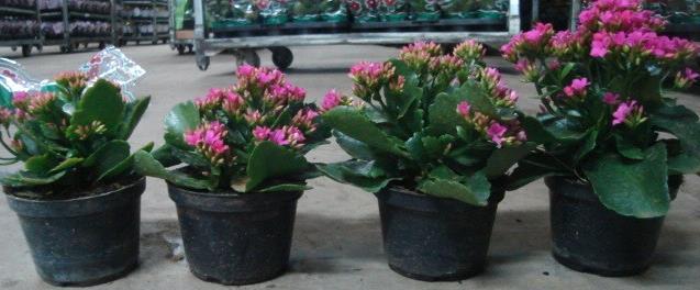 KALANCHOE E KALANCHOE DOBRADO DE VASO Classificar é separar os produtos em lotes homogêneos quanto ao padrão e qualidade, caracterizados separadamente.