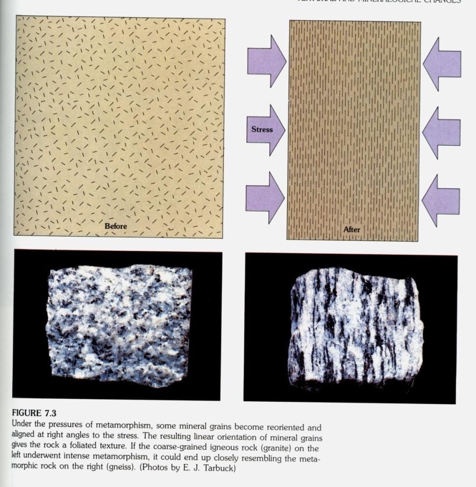 Rochas Metamórficas Rochas Foliadas resultam do crescimento de minerais segundo a direção de menor esforço.