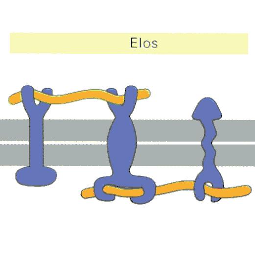 Proteínas extracelulares da matriz