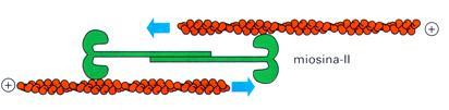 dependentes de actinas Movimento das cabeças das miosinas em direção à