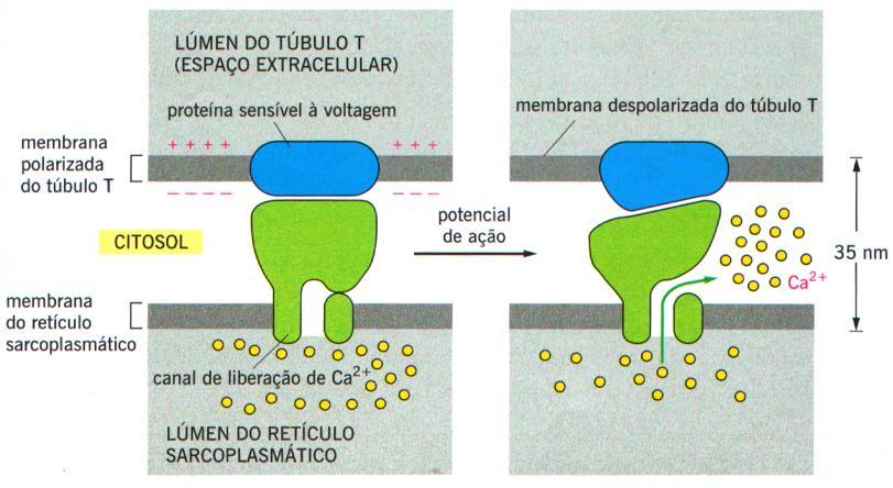 canais iônicos de Ca + na