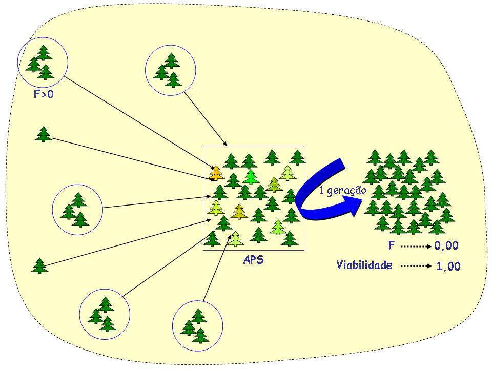 Estratégia complementar para conservação de espécies florestais nativas: resgate e conservação de ecótipos ameaçados 31 oportunidade de se cruzar umas com as outras na APS formada (Figura 25).