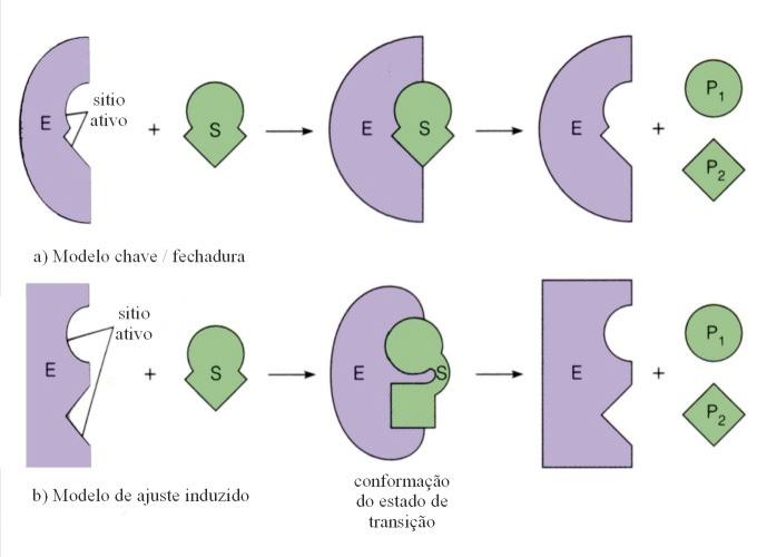 BIOQUÍMICA - INIBIÇÃO ENZIMÁTICA NOÇÕES BÁSICAS SOBRE ENZIMAS CONCEITO As enzimas são proteínas especializadas na catálise de reações biológicas MECANISMO DE AÇÃO As enzimas aceleram a velocidade de