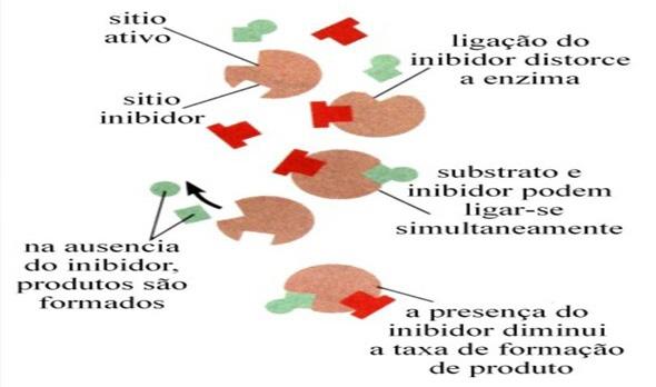 OBSERVAÇÃO: A atividade de uma enzima é geralmente descrita através de V max(velocidade máxima) e também da constante de Michaelis-Menten (K M ), que representa a concentração de substrato à qual se