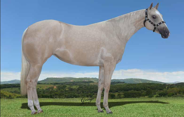 Lote 21 Double Vip Luba ID F - 08/01/15 - BA Convidado Especial Vendedor: Agropecuária ID VIP ROJO STEEL CAL DOUBLE SIX THREE SHADY STEEL SLN ISLA ETERNALY CAL TORO KING JUST STREAKIN BC ETERNALY