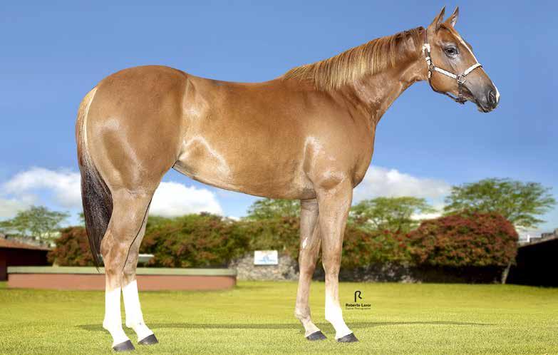 Lote 30 Zorrerita Beaver HAP F - 22/10/14 - AT Convidado Especial Vendedor: Haras passira BEAVER FRECKLES LA CHIQUITAZORRA HAP BEAVER SAN BADGER LINDA FRECKLES EL TWO EYED O LENA CHICK PEPPY SAN