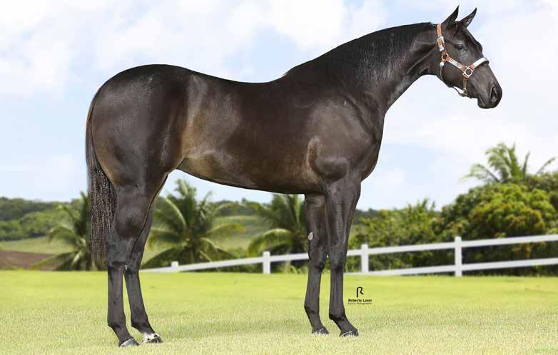 Lote 33 HS2 Beta Ease Roxa F - 11/08/15 - Z Convidado Especial Vendedor: Haras S2 SILVER WILD SLN (ROXAO) TRAQUINA EASY WILD DASH SLN DORINHA ALAMITOS SLN HOLLAND EASE TRAQUINA WEST SA DASH FOR CASH