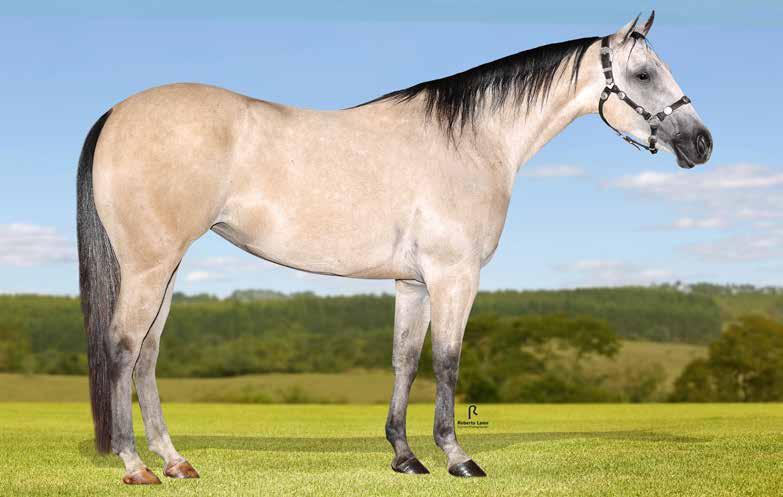 Lote 34 Prince Turbo Dun It F - 23/10/13 - B Convidado Especial Vendedor: Haras Terere TURBO DUN IT HOLLYWOOD PRINCE COUNTRY DUN IT DOC S SAN SLN OKIE EASTERWOOD BALALAIKA PRINCE MC HOLLYWOOD DUN IT