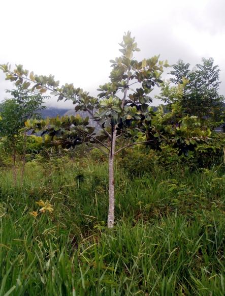 Schizolobium Parahyba Nome popular: Pinho-branco, pataqueira, baageiro, garapivu