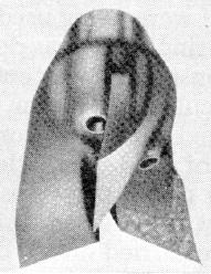 19 a) b) c) Figura 1.2. Brocas de perfuração: a) broca de rabo de peixe (Bourgoyne et al., 1991) b) broca de insertos tricônica c) broca PDC (catalogo da Baker Hughes).