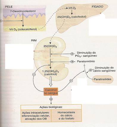 Vitamina D Mecanismo de Ação UV 1 -hidroxilase Ergocalciferol (dieta) Mobiliza Ca 2+ do osso