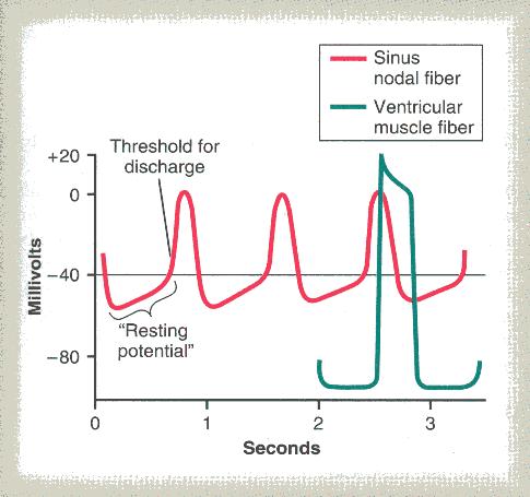 Nó sinusal 7 Nesta figura apresentam-se os potenciais de acção gerados no nó sinusal em três batimentos cardíacos, e por comparação o potencial de acção gerado numa fibra muscular ventricular durante