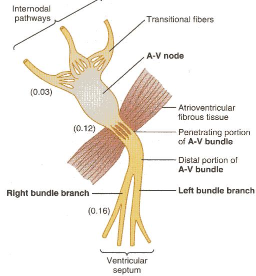 Nó aurículo-ventricular Na figura estão representadas as diferentes partes do nó aurículo-ventricular e a sua ligação às fibras internodais e ao de feixe de His.