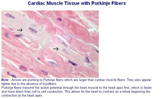 Fibras de Purkinje 9 As fibras de Purkinje são muito grandes, maiores do que as fibras musculares típicas dos ventrículos, e transmitem potenciais de acção com uma velocidade entre os 1.5 e os 4 m/s.