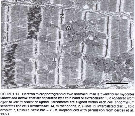 Os discos intercalares são membranas celulares que separam duas células musculares cardíacas adjacentes.