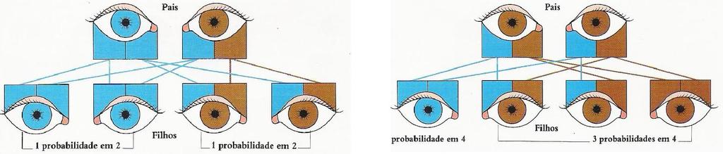 para olhos azuis Portador de dois genes para olhos