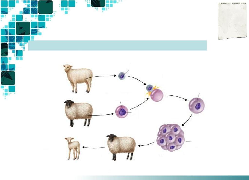 COMO SE FAZ A CLONAGEM EM ANIMAIS? 1- Uma célula é retirada do ubre de uma ovelha que se pretende clonar. 2- Preserva-se apenas o núcleo dessa célula.