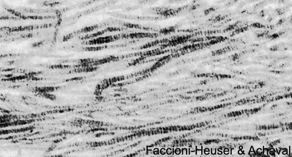 Figura 3.11 - Eletromicrografia de fibrilas colágenas. 48.461x. Cortesia Maria Cristina Faccioni-Heuser e Matilde Elena Achaval, UFRGS.