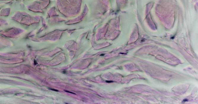 Montanari, UFRGS Figura 3.17 - Corte do tecido conjuntivo denso não modelado da derme, onde são observados os feixes de fibras colágenas em diferentes direções e núcleos de fibroblastos. HE.