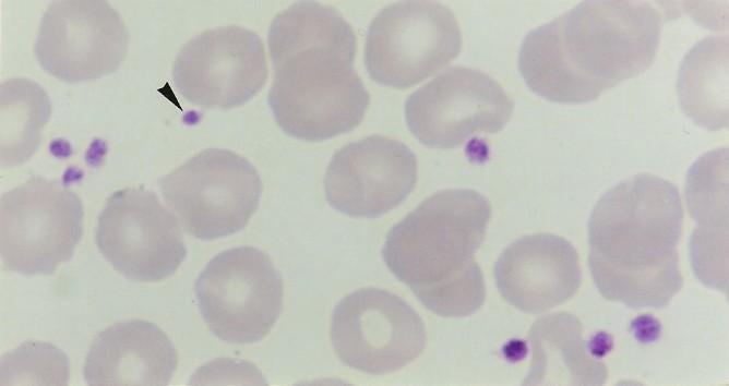 T. Montanari, UFRGS Figura 3.36 - Hemácias e plaquetas ( ) em um esfregaço sanguíneo. Giemsa. Objetiva de 100x (1.373x). UNICAMP Figura 3.