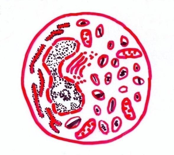 Os eosinófilos têm núcleo bilobulado e citoplasma com grânulos azurófilos e grânulos específicos eosinófilos.