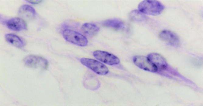 T. Montanari, UFRGS Figura 3.2 - Fibroblastos. HE. Objetiva de 100x (1.373x). Figura 3.3 - Microscopia eletrônica de fibroblastos com fibrilas colágenas (FC) depositadas entre eles.