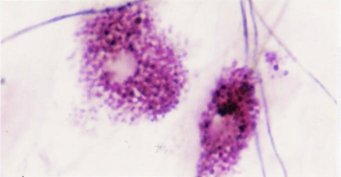 T. Montanari, UFRGS Figura 3.8 - Mastócitos. Resorcina-fucsina. Objetiva de 100x (1.373x).