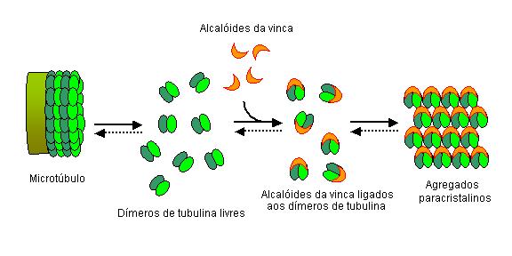 inibindo sua polimerização em microtubos