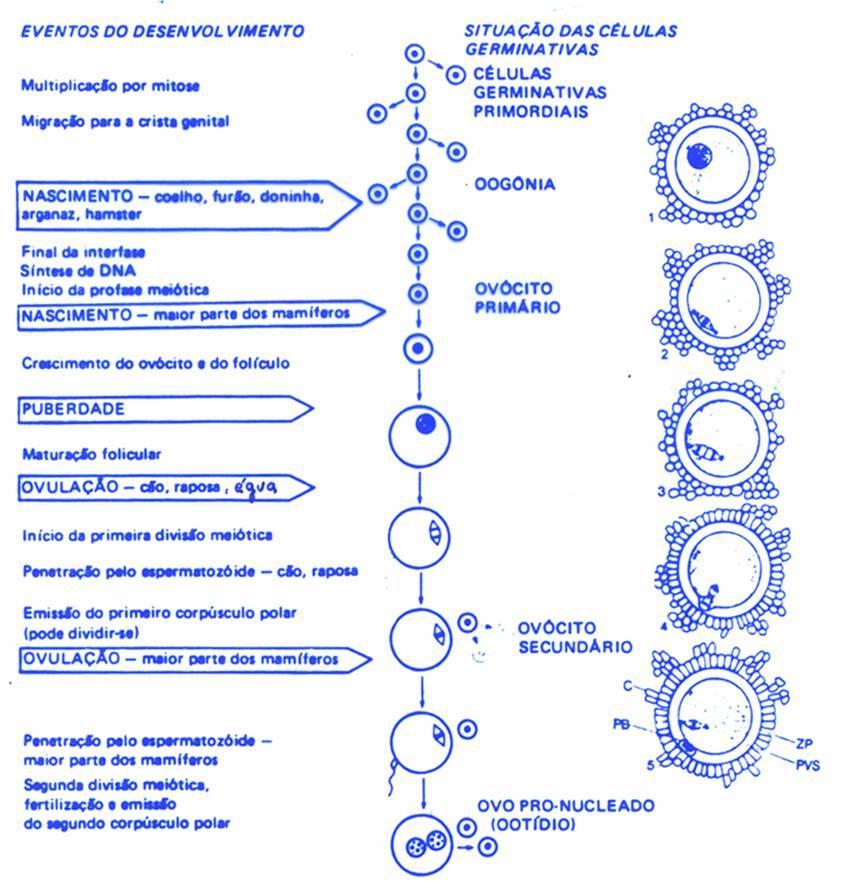 Figura 7 Desenvolvimento do ciclo vital da célula