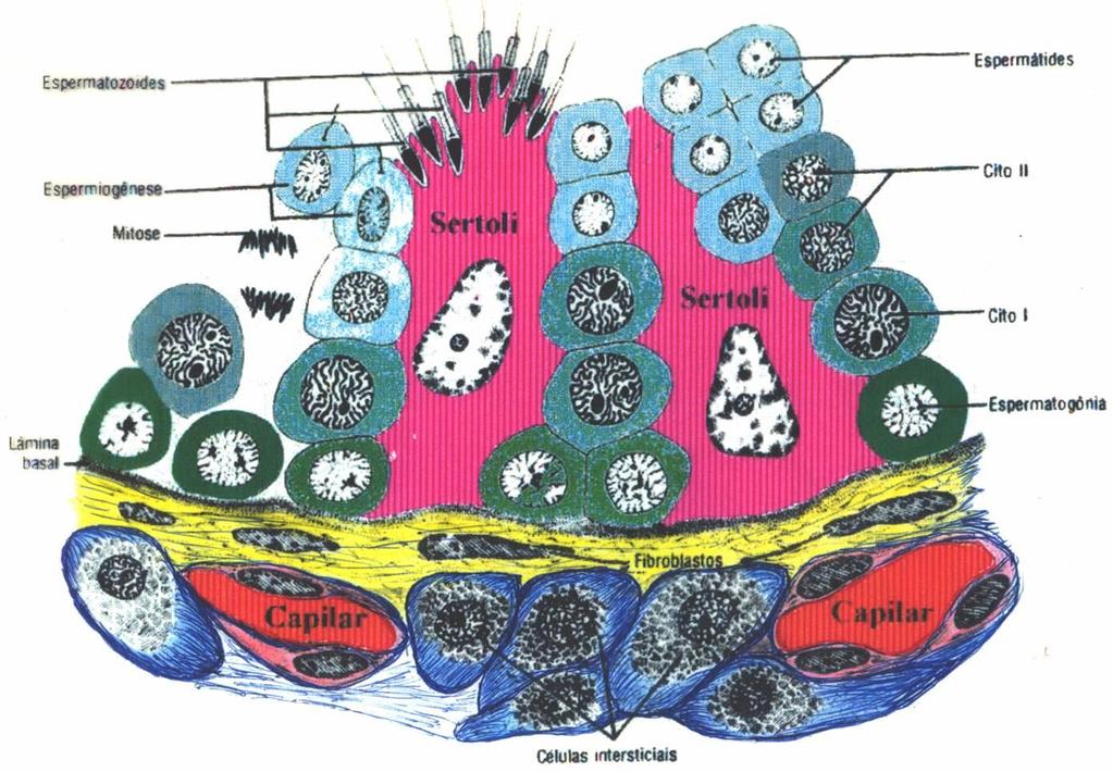 Figura 3 é mostrada a estrutura morfológica do túbulo seminífero em corte com as células de Sertoli, espermatogônias, as células em divisão e os espermatozoides.