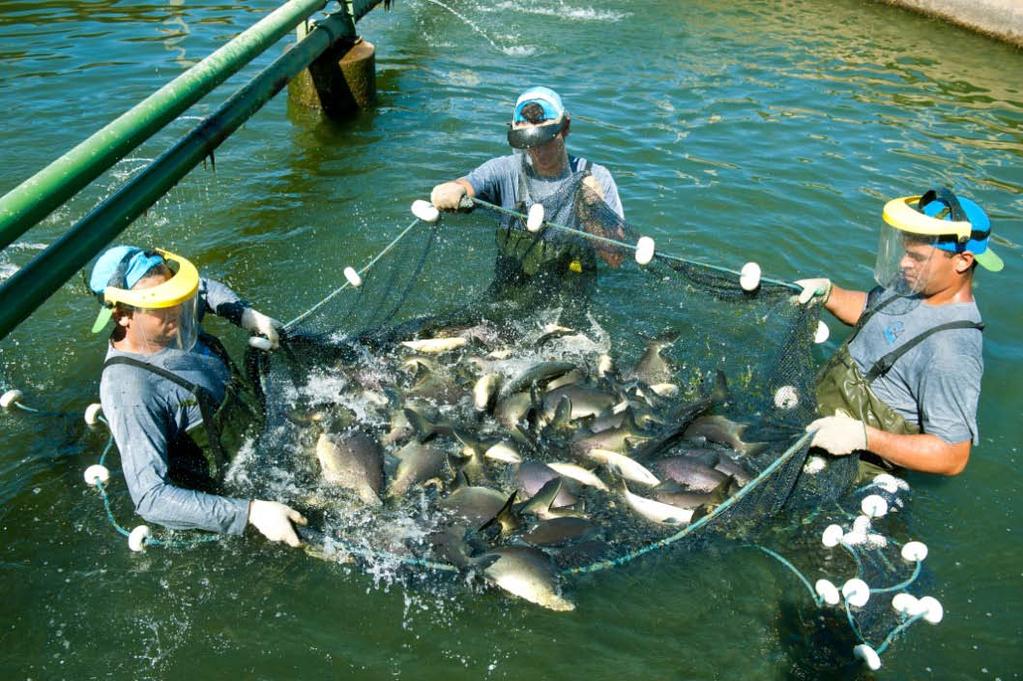 Responsabilidade ambiental da AES Brasil Repopulação dos Reservatórios Programas de