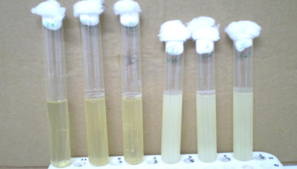 Figura1. Tubos de ensaio mostrando resultados positivos com turbidez e formação de bolhas nos tubos de Durhan. Figura 2.