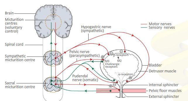 FISIOLOGIA MICCÇÃO E OPÇÕES TERAPÊUTICAS MICÇÃO Fisiologia Cérebro Centros da micção (controlo voluntário) Nervo hipogástrico (simpático) Nervos motores Nervos sensoriais Espinal medula Centro