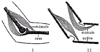 a) 1 b) 2 Analise a tabela que relaciona o sistema hierárquico de classificação biológica de três espécies: c) 3 d) 4 e) 5 Questão 03) As figuras abaixo esquematizam apêndices de dois animais.