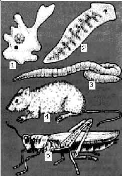 Relacione os números da coluna A (Ordens) com os nomes dos animais da coluna B: A B 1- PRIMATA ( ) ELEFANTES 2- RODENTIA ( ) MORCEGOS 3- CETACEA ( ) LEÕES 4- CARNIVORA ( ) CASTORES 5- PROBOSCIDEA ( )