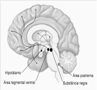 Area tegmental ventral sistema límbico e cortex pré frontal (setas pretas): humor e comportamento Doença de Parkinson: Perda acentuada de neurônios dopaminérgicos - substância negra