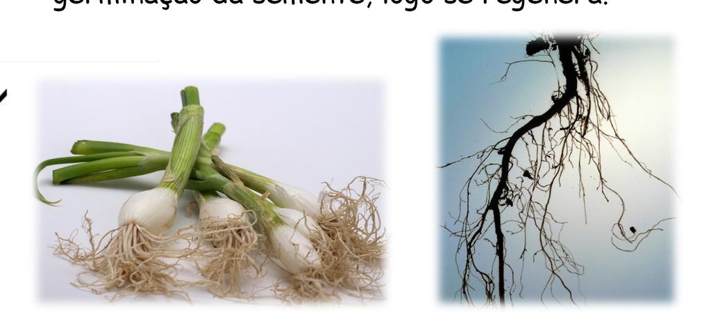 Raiz:Esclarecendo:» Sistema Radicular Pivotante: há uma raiz principal que surge na germinação da semente e dela partirão todas as