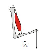 QUESTÃO 12: Identificar os braços de momento das forças indicadas nas figuras 1 a 3 em relação à articulação do joelho, e na 4 em relação à articulação do tornozelo QUESTÃO 14: Indique o tipo de