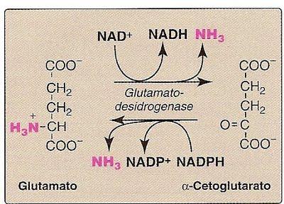 Figura 1. Reações de transaminação. Fonte: Lehningher, 2002.