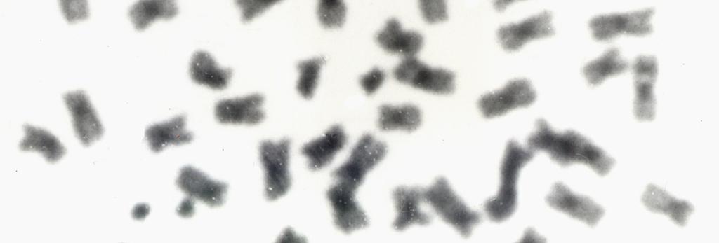 Os autores confirmaram o caráter heterocromático dos cromossomos supranumerários. Artoni et al.