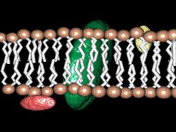 A membrana plasmática é lipoproteica http://cbme.