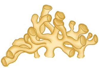 Retículo Endoplasmático Liso Estrutura membranosa constituída por canais