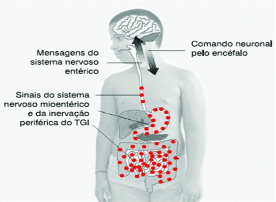 18 O controle adequado do trato digestório depende do funcionamento e integridade do sistema nervoso (figura 1).