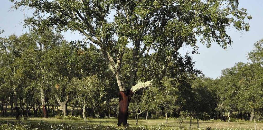 Resistente à água Pavimento de cortiça em rolo Rápido e