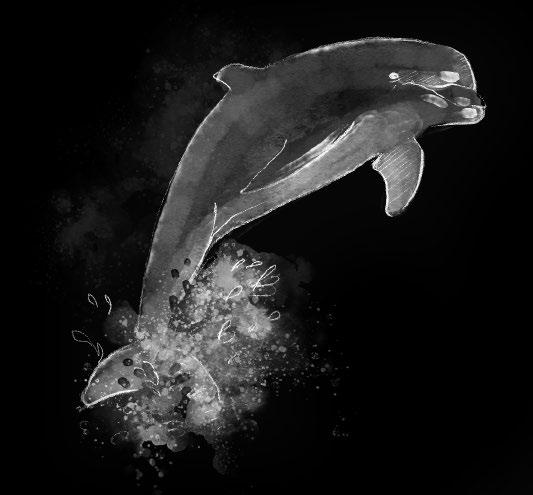 Mamíferos: - Golfinhos (mamífero